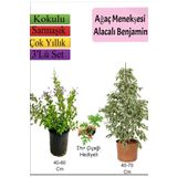 Beyaz Alacalı Benjamin Bitkisi+ Ağaç Menekşesi (Duranta)+ Itır Çiçeği Hediyeli