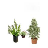 Beyaz Alacalı Benjamin Bitkisi+ Ağaç Menekşesi (Duranta)+ Mezem Çiçeği Hediyeli