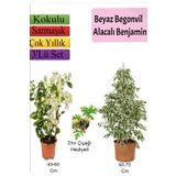 Beyaz Alacalı Benjamin Bitkisi+ Beyaz Begonvil+ Itır Çiçeği