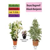 Beyaz Alacalı Benjamin Bitkisi+ Beyaz Begonvil+ Telgraf Çiçeği Hediyeli