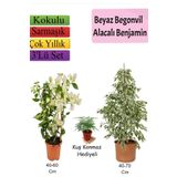 Beyaz Alacalı Benjamin Bitkisi+ Beyaz Begonvil+ Tül Çiçeği Hediyeli