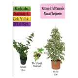 Beyaz Alacalı Benjamin Bitkisi+ Katmerli Ful Yasemin+ Itır Çiçeği