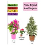 Beyaz Alacalı Benjamin Bitkisi+ Pembe Bodur Begonvil+ Gül Fidanı