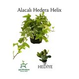 Beyaz Alacalı Hedera Helix Sarmaşığı 1ADET Saksılı 20-40Cm +Yeşim Para Çiçeği