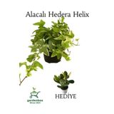 Beyaz Alacalı Hedera Helix Sarmaşığı 1ADET Saksılı 20-40Cm +Yeşim Para Çiçeği