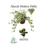 Beyaz Alacalı Hedera Helix Sarmaşığı 1Adet Saksılı 25-40Cm +Yeşim Para Çiçeği, GDB110624NA38