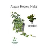 Beyaz Alacalı Hedera Helix Sarmaşığı 1Adet Saksılı 25-40Cm +Yeşim Para Çiçeği, GDB110624NA43