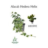 Beyaz Alacalı Hedera Helix Sarmaşığı 1Adet Saksılı 25-40Cm +Yeşim Para Çiçeği, GDB110624NA43