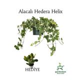 Beyaz Alacalı Hedera Helix Sarmaşığı 1ADET Saksılı 30-50Cm+Yeşim Para Çiçeği