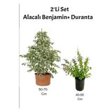Beyaz Alacalı Tek Dal Benjamin+ Mor Çiçekli Duranta Dış Mekan Bitkisi, SRD04022025BYB551