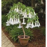 Beyaz Angel Trumpet Ekim Seti 3 Tohum + Saksı + Toprak