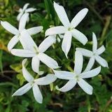 Beyaz Arap Yasemin Fidanı [Rhyncospermum Jasminoides] 10-20 Cm