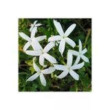 Beyaz Arap Yasemin Fidanı Saksılı [Rhyncospermum Jasminoides]