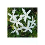 Beyaz Arap Yasemin Fidanı Saksılı [Rhyncospermum Jasminoides]