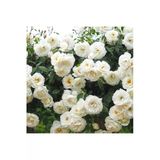 Beyaz Bahar Kokulu Beyaz Sarmaşık Gül Fidanı 10-20 cm
