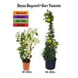 Beyaz Begonvil Çiçeği Fidanı+Sarı Yasemin Fidanı 2'li Bahçe Peyzaj Seti, SRD04022025BYB517