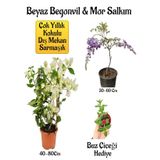 Beyaz Begonvil Çiçeği+Mor Salkım Ağacı Fidanı Buz Çiçeği Hediyeli Bahçe Peyzaj Seti