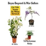 Beyaz Begonvil Çiçeği+Mor Salkım Ağacı Fidanı Tül Kuşkonmaz Hediyeli Bahçe Peyzaj Seti