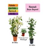 Beyaz Begonvil+Kokulu Hanımeli Çiçeği+Tül Kuşkonmaz Hediyeli 3'lü Peyzaj Seti