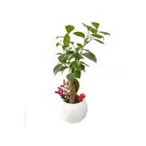 Beyaz Beton Neptün Saksıda Mini Ficus Ginseng Bonsai