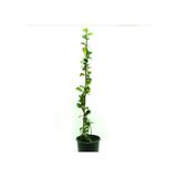 Beyaz Çiçek Açan Arap Yasemini Fidanı 10-20 Cm