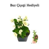 Beyaz Çiçekli Kaktüs Milli Dikenler Tacı Anneler Gününe Özel Buz Çiçeği Hediyeli