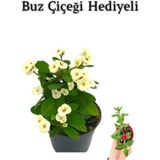 Beyaz Çiçekli Kaktüs Milli Dikenler Tacı Sevgililer Gününe Özel Buz Çiçeği Hediyeli