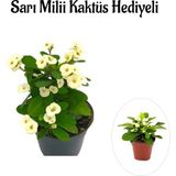 Beyaz Çiçekli Kaktüs Milli Dikenler Tacı Sevgililer Gününe Özel Sarı Milli Hediyeli