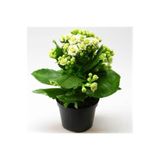 Beyaz Çiçekli Kalanşo (Kalanchoe) Çiçeği Ithal Büyük Boy, BTSR611