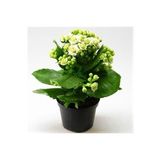 Beyaz Çiçekli Kalanşo ( Kalanchoe ) Çiçeği Ithal Büyük Boy