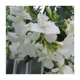 Beyaz Çiçekli Zakkum Fidanı 30-60 Cm