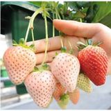 BEYAZ ÇİLEK TOHUMU White Soul Fragaria