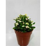 Beyaz Dikenler Tacı Euphorbia Milii 10-20 Cm