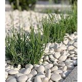 Beyaz Dolomit Doğal Dekoratif Taş 4-6 cm (5)
