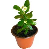 Beyaz Efhorbia Küçük Boy Dikenler Tacı Fidanı Beyaz 10-20 Cm