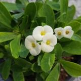 Beyaz Euphorbia Milii - Dikenler Tacı Küçük Saksıd