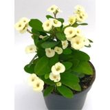 Beyaz Euphorbia Milli 10-20 Cm Dikenler Tacı