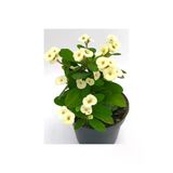Beyaz Euphorbia Milli Dikenler Tacı Fidanı 10-20 cm