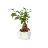 Beyaz Geometrik Beton Saksıda Mini Ficus Ginseng Bonsai