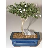 Beyaz Gül Bonzai Ağacı Tohumu 5 Tohum + Süpriz Hediye Bonsai Tohu