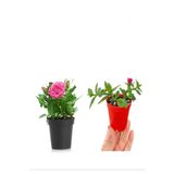 Beyaz Gül Fidanı (10-20 Cm)+ Yer Örtücü Buz Çiçeği Hediyeli Dış Mekan Bitkileri, SRD04022025BYB475