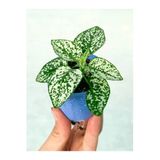 Beyaz Hypoestes Bitkisi Hostes Fittonia Çiçeği Fidanı 10-20 Cm