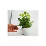 Beyaz Kalanşo Kalanchoe & Beyaz Geometrik Beton Saksıda Hediyelik Canlı Çiçek
