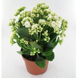 Beyaz Kalanşo Kalanchoe Emel Hanım Kardeş Kanı Çiçeği 10-20 Cm