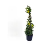 Beyaz Kartopu Çiçeği (Viburnum)+Sarı Yasemin Çiçeği Fidanı 2'li Bahçe Seti, BTS0001NA2009