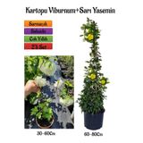 Beyaz Kartopu Çiçeği (Viburnum)+Sarı Yasemin Çiçeği Fidanı 2'li Bahçe Seti, SRD04022025BYB503