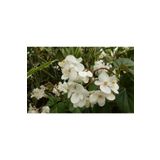 Beyaz Katlı Begonya Çiçeği Fidanı 30 Cm Saksılı, SRD30012025BYB185