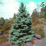 Beyaz Ladin (PICEA GLAUCA) Ağacı Tohumu -10 Adet
