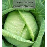 Beyaz Lahana Tohumu 1 Paket Lahana Tohumu Yalova 1
