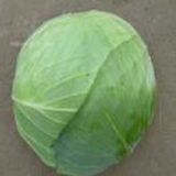 Beyaz Lahana Tohumu - Aksel 10 gr